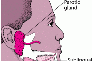 DEN_salivary_glands