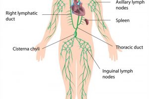 CTJXED The lymphatic system labeled